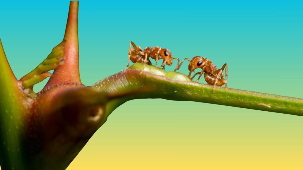 photograph of two ants on acacia thorn against blue and yellow background