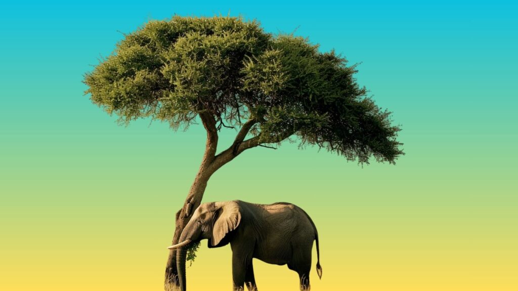 photograph of elephant and acacia tree against blue and yellow background