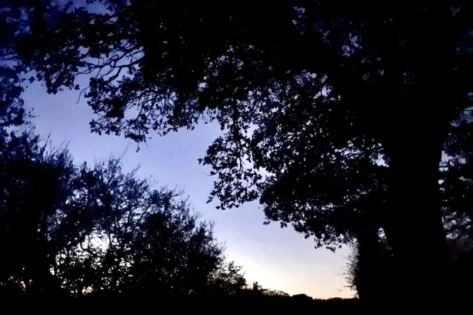 Silhouettes of trees against night sky