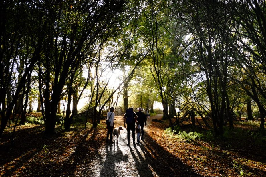 people walking in woodland sunligh