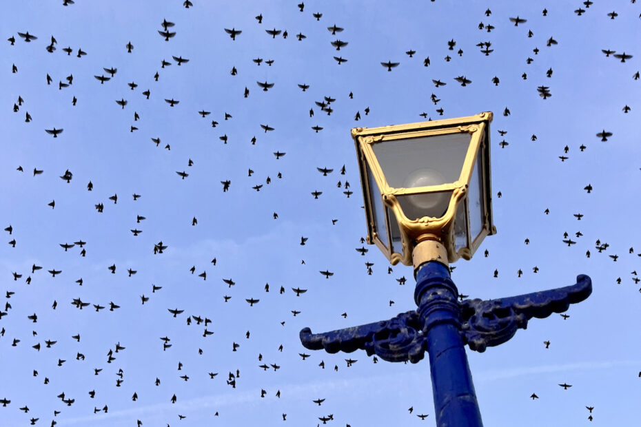 starlings flying in blue sky above lamp post